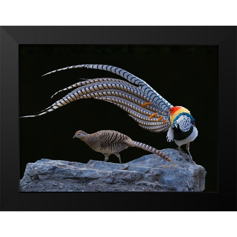 Untitled Black Modern Wood Framed Art Print by Fengying Long