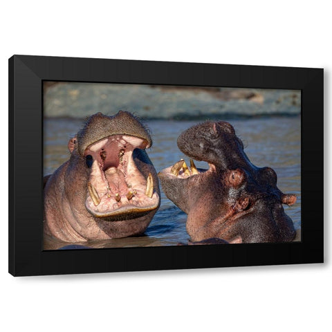 Chatting Hyppos Black Modern Wood Framed Art Print with Double Matting by Catta, Alessandro