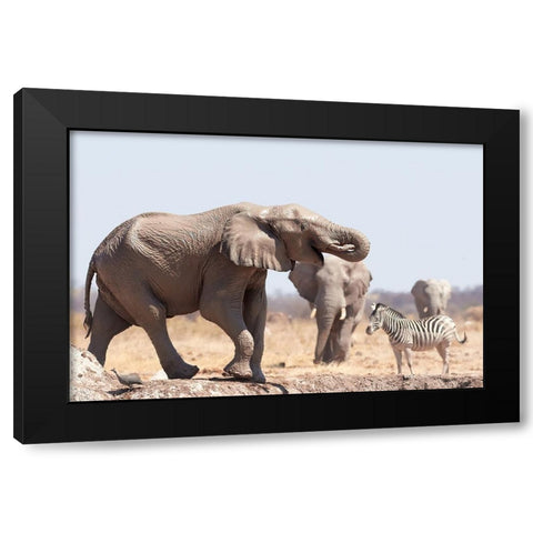 Cooling Bath In The Mud Black Modern Wood Framed Art Print with Double Matting by Groth, Claudia