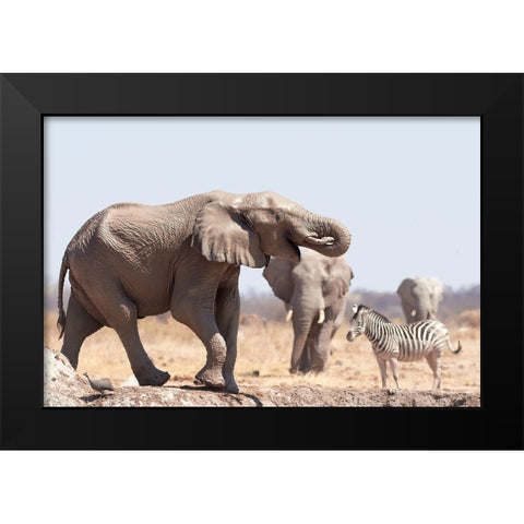 Cooling Bath In The Mud Black Modern Wood Framed Art Print by Groth, Claudia