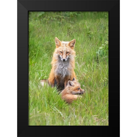 Foxes Black Modern Wood Framed Art Print by Ji, Shirley