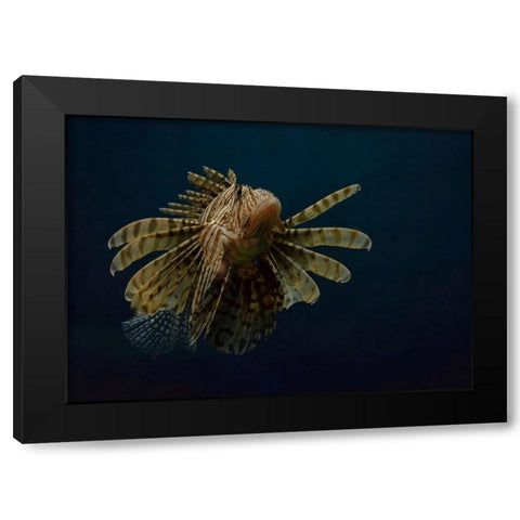Underwater Beauty Of Nature Black Modern Wood Framed Art Print by Al-Hefnawy, Haytham