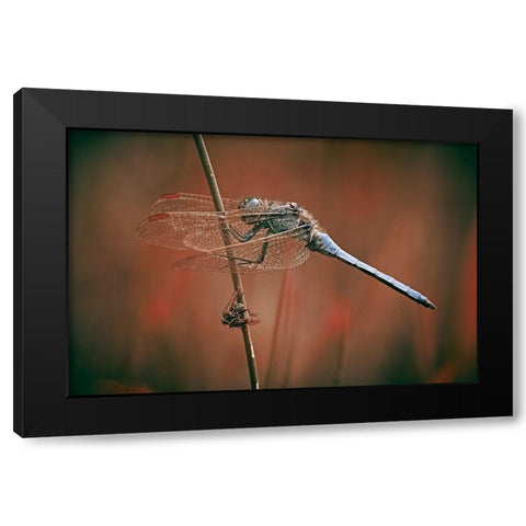 The Battlefield Black Modern Wood Framed Art Print by Williams, Stuart