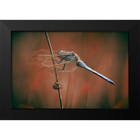 The Battlefield Black Modern Wood Framed Art Print by Williams, Stuart