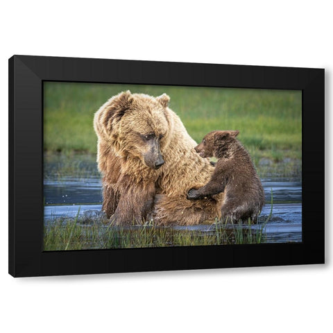 Bear-Back Ride? Black Modern Wood Framed Art Print by C. Sink, Jeffrey
