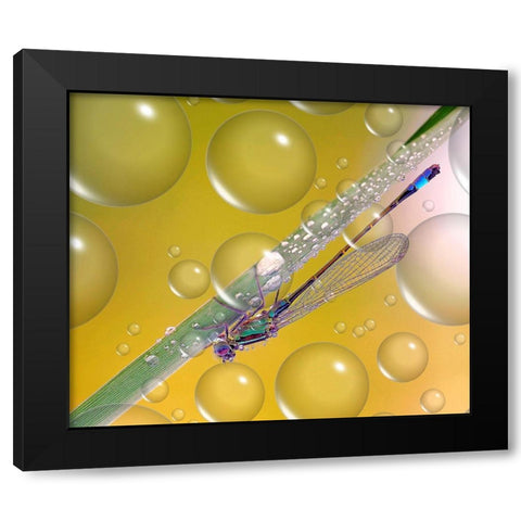 Anti-Heat Wave Dew... Black Modern Wood Framed Art Print by Dufour, Thierry
