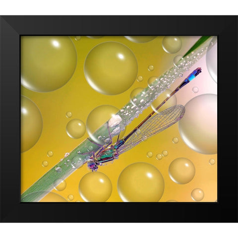 Anti-Heat Wave Dew... Black Modern Wood Framed Art Print by Dufour, Thierry