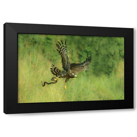 Indonesian Eagle Black Modern Wood Framed Art Print with Double Matting by Widjaja, Sally