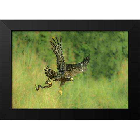 Indonesian Eagle Black Modern Wood Framed Art Print by Widjaja, Sally