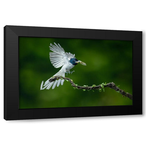 Asian Flycather Black Modern Wood Framed Art Print by Simons, L.