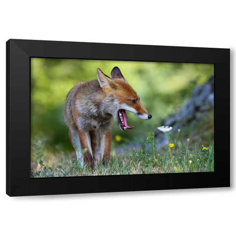 Without Peace! Black Modern Wood Framed Art Print with Double Matting by Ranalli, Federico