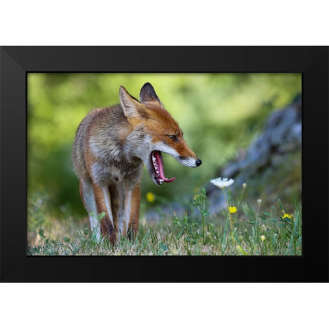 Without Peace! Black Modern Wood Framed Art Print by Ranalli, Federico