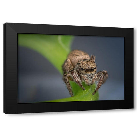 Jumping Spider Black Modern Wood Framed Art Print by Deng, Ivy