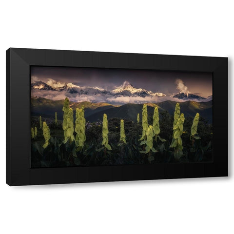 Rheum Nobile Hook At The Foot Of Snow Mountain Black Modern Wood Framed Art Print by Cui, Yuan