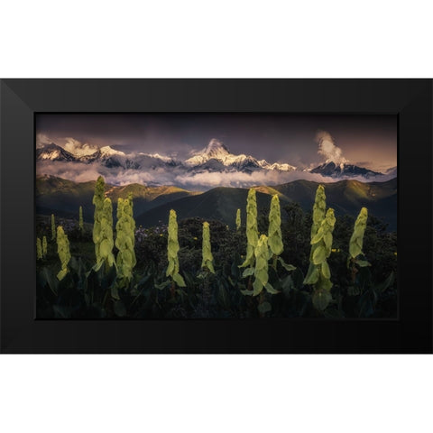 Rheum Nobile Hook At The Foot Of Snow Mountain Black Modern Wood Framed Art Print by Cui, Yuan