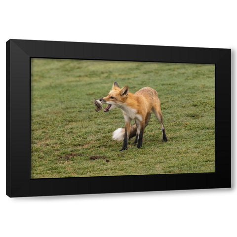 Playing With Prey Black Modern Wood Framed Art Print with Double Matting by Lu, Bill