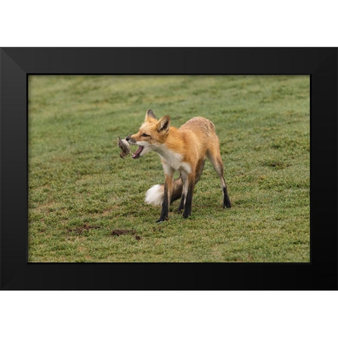 Playing With Prey Black Modern Wood Framed Art Print by Lu, Bill