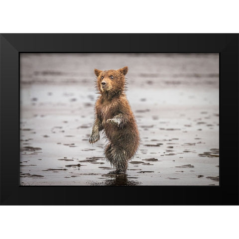 Qbustedq Black Modern Wood Framed Art Print by C. Sink, Jeffrey