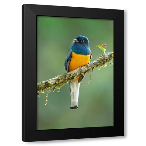 Surucua Trogon Black Modern Wood Framed Art Print by Zygmunt, Milan