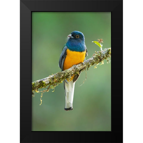 Surucua Trogon Black Modern Wood Framed Art Print by Zygmunt, Milan