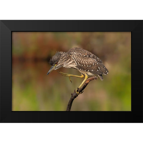 Young Night Heron Black Modern Wood Framed Art Print by Wilson, Guy