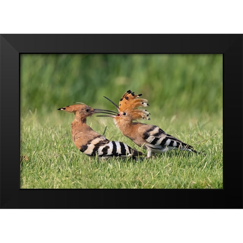 Lunch Black Modern Wood Framed Art Print by Wilson, Guy