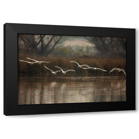 Fly To You Black Modern Wood Framed Art Print by Liu, Wei