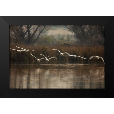 Fly To You Black Modern Wood Framed Art Print by Liu, Wei