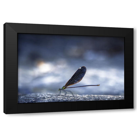 Dragonfly Black Modern Wood Framed Art Print with Double Matting by Jianwen