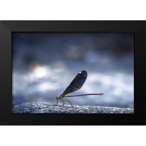 Dragonfly Black Modern Wood Framed Art Print by Jianwen