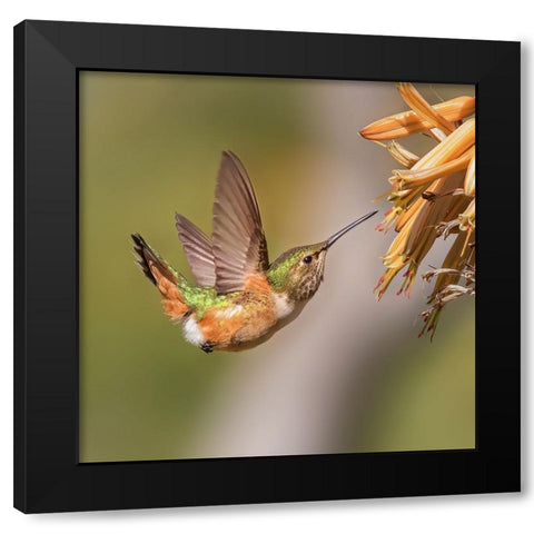 Hummingbird Black Modern Wood Framed Art Print by Ji, Shirley