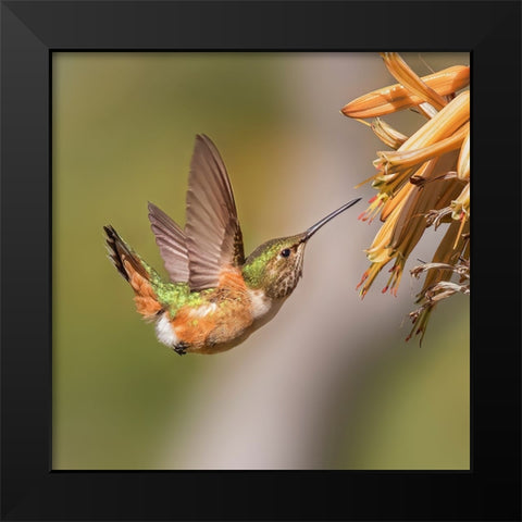 Hummingbird Black Modern Wood Framed Art Print by Ji, Shirley