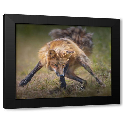 Ready To Fight Black Modern Wood Framed Art Print with Double Matting by Hu, Mei