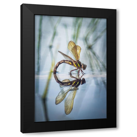 Brown Hawker-Aeshna Grandis (Linnaeus-1758) Black Modern Wood Framed Art Print with Double Matting by Bykanova, Victoria