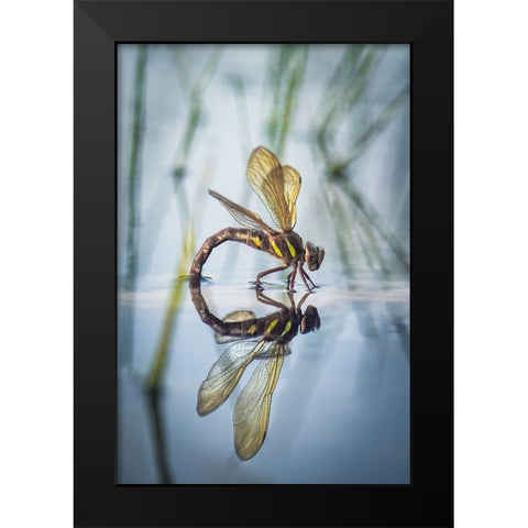 Brown Hawker-Aeshna Grandis (Linnaeus-1758) Black Modern Wood Framed Art Print by Bykanova, Victoria