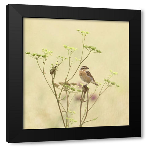 Whinchat Black Modern Wood Framed Art Print by Puum, Mati