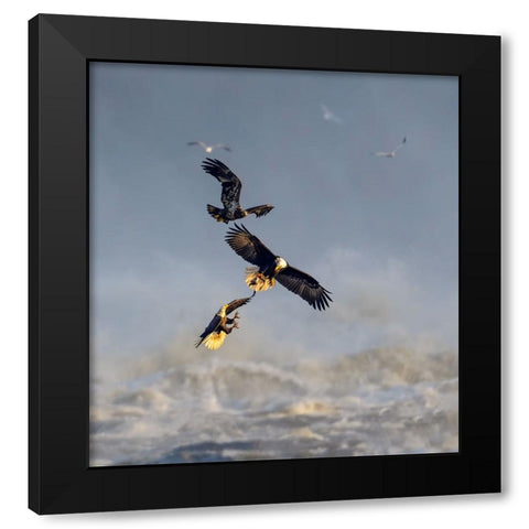 Bald Eagles Black Modern Wood Framed Art Print with Double Matting by Li, Yunqiang