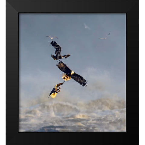 Bald Eagles Black Modern Wood Framed Art Print by Li, Yunqiang