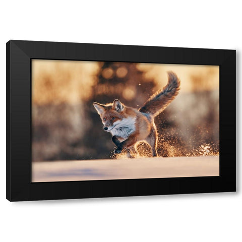 Snowy Sunset With Red Fox Black Modern Wood Framed Art Print by Furch, Lukas