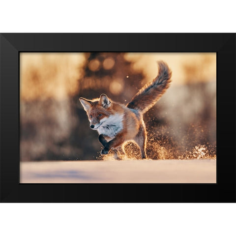 Snowy Sunset With Red Fox Black Modern Wood Framed Art Print by Furch, Lukas