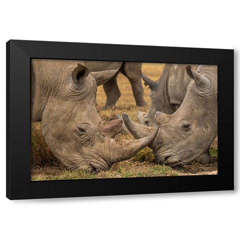 White Rhinos Close Up Black Modern Wood Framed Art Print with Double Matting by Ratna Prem, Venkata