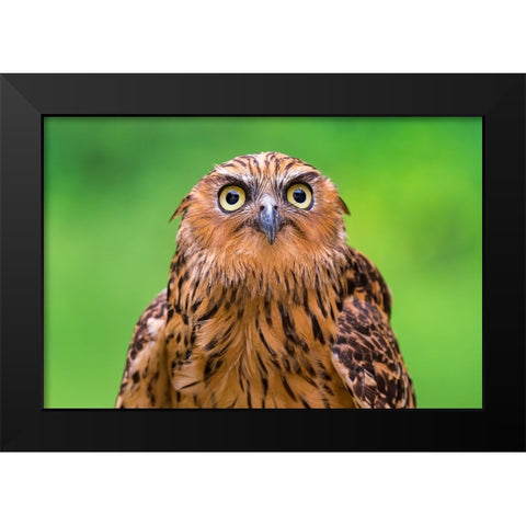 Buffy Fish Owl Potrait Black Modern Wood Framed Art Print by Lip Mun, Chong