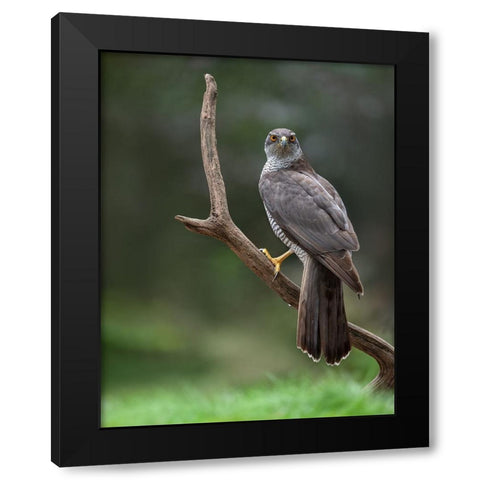Goshawk Black Modern Wood Framed Art Print by Rand, Larissa