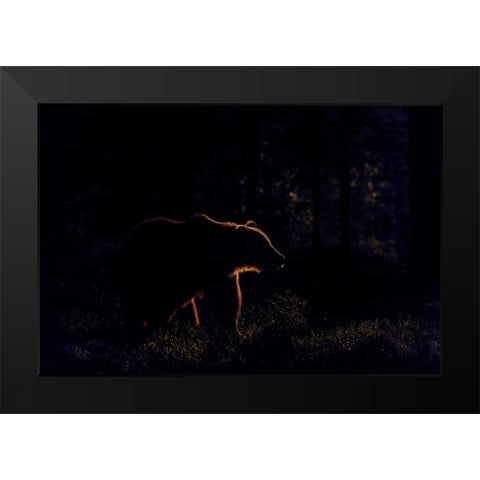 Brown Bear In Backlight Black Modern Wood Framed Art Print by Rand, Larissa