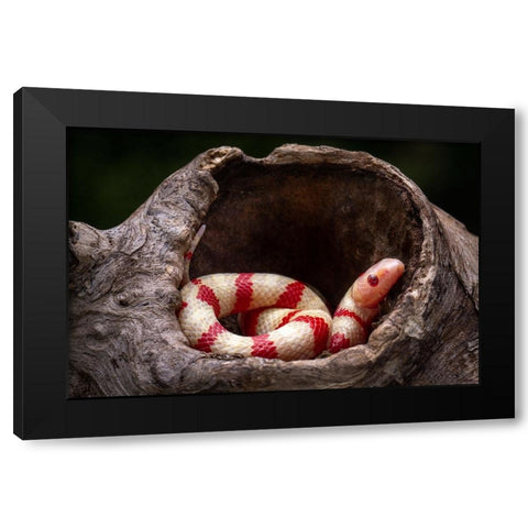 Red And White Snake Black Modern Wood Framed Art Print by Setiadi, Ajar