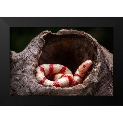 Red And White Snake Black Modern Wood Framed Art Print by Setiadi, Ajar