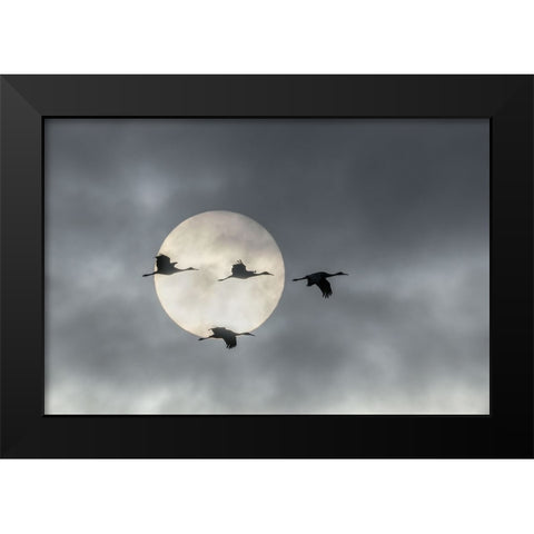 Flying High Black Modern Wood Framed Art Print by Fan, John