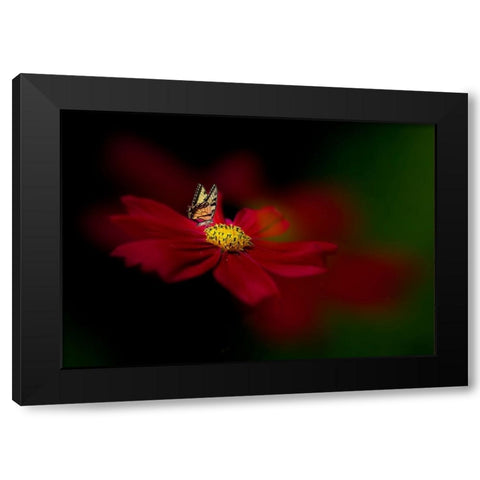 Butterfly Love Flower Black Modern Wood Framed Art Print with Double Matting by Ren, Yuzheng