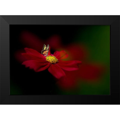 Butterfly Love Flower Black Modern Wood Framed Art Print by Ren, Yuzheng