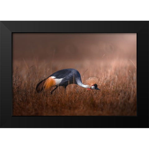 Black Crowned Crane Black Modern Wood Framed Art Print by Sobhi, Ahmed